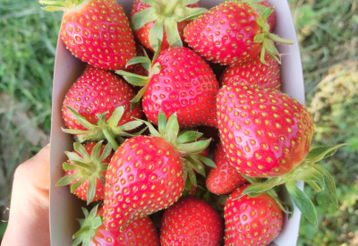 Fraises Allegro