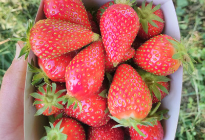 Fraises Cantaliss