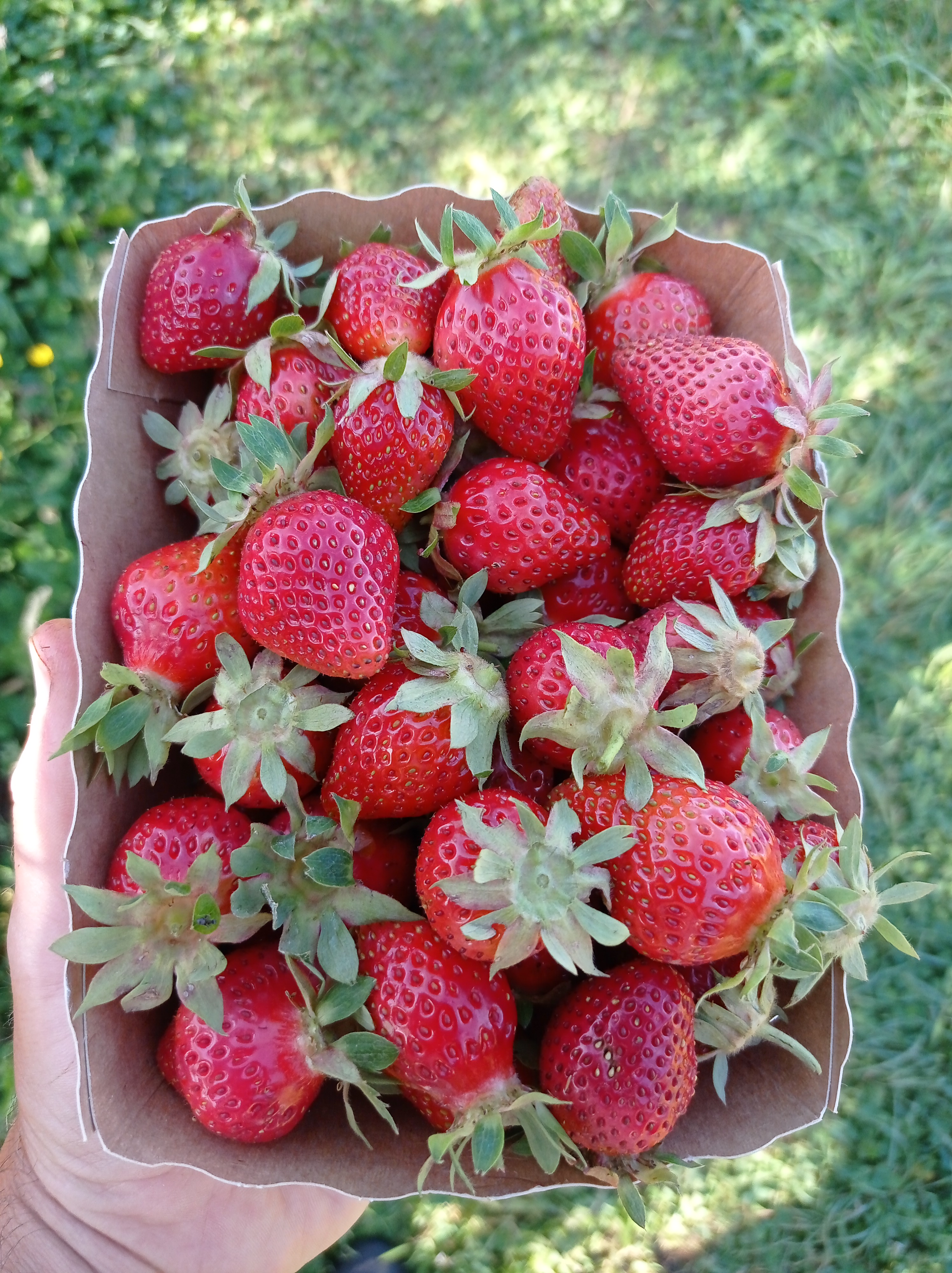 Fraises Dream