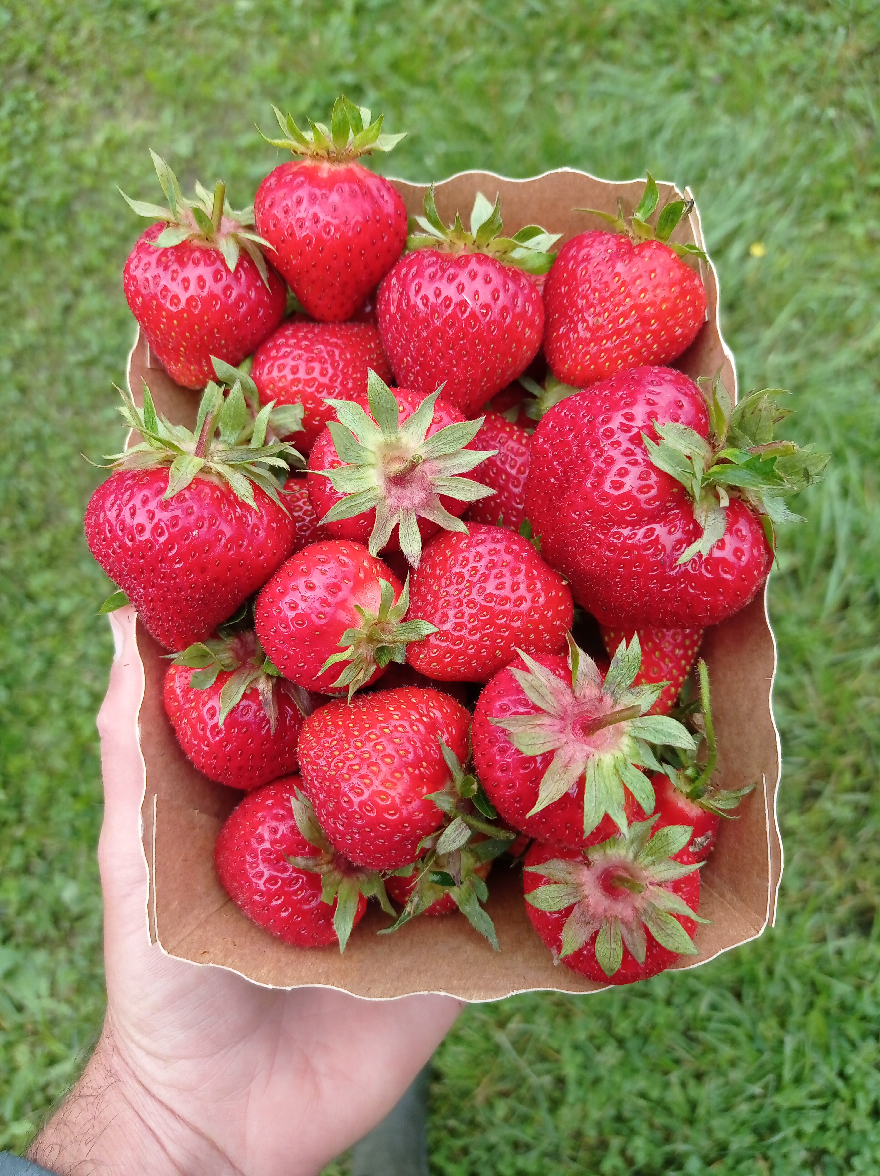 Fraises Falco