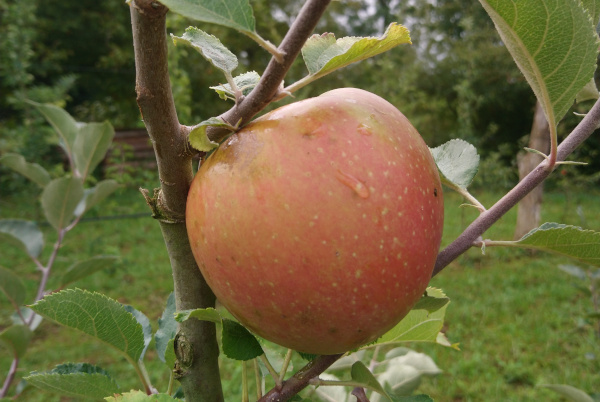 Pomme Boskoop