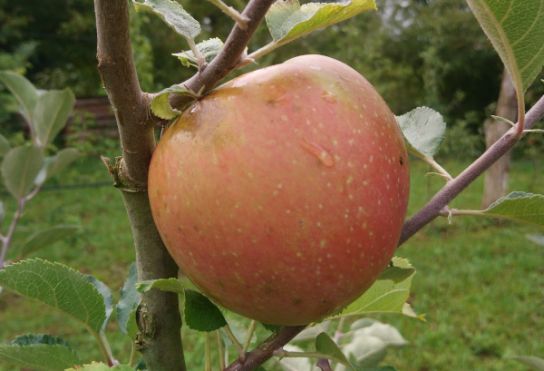 Pomme Boskoop