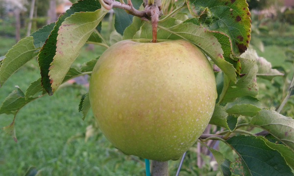 Pomme Canopy