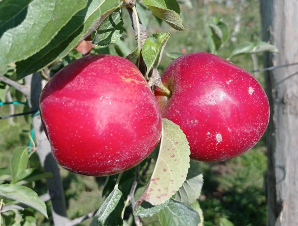 Pomme Ladina