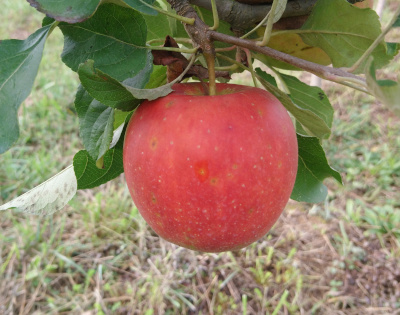 Pomme dalirene