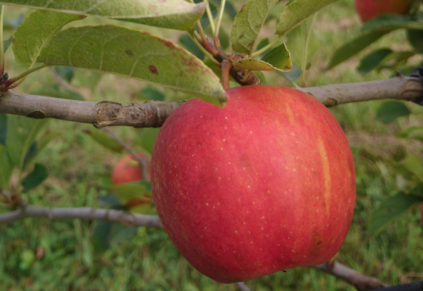 Pomme dalirene
