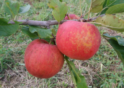 Pomme Galiwa