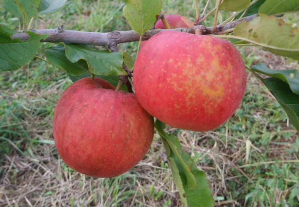 Pomme Galiwa
