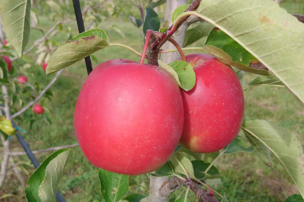 Pomme inobi