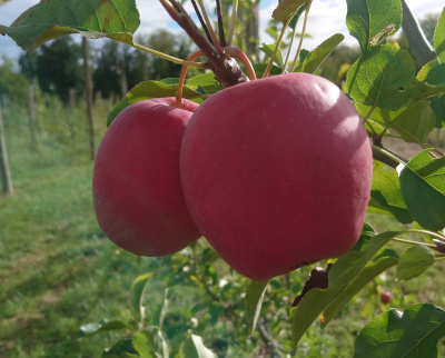 Pomme inobi
