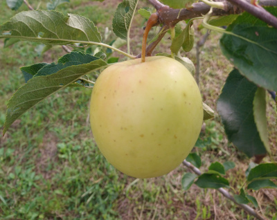 Pomme inogo