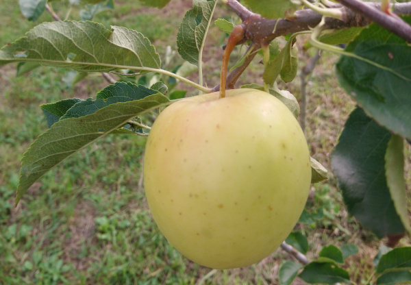 Pomme inogo