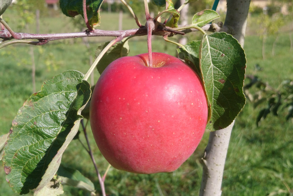 Pomme Ladina