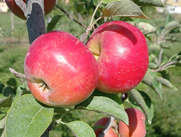 Pomme Ladina